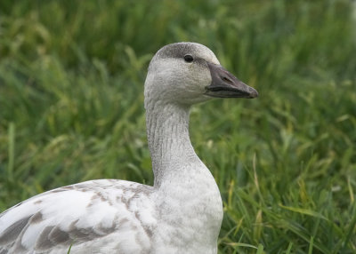 Snow Goose(Chen caerulescens)