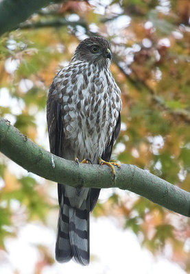 Sharp-shinned Hawk(Accipiter striatus)