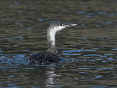 red_throated_loon
