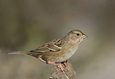 golden_crowned_sparrow