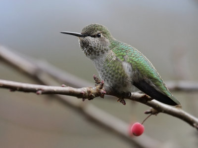 annashummingbird2.jpg
