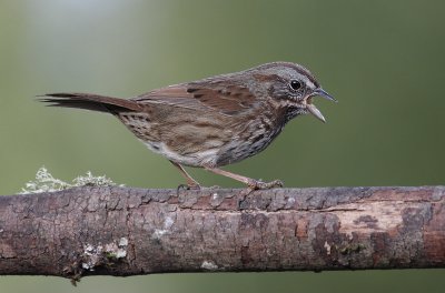  Emberizine Sparrows and Their Allies