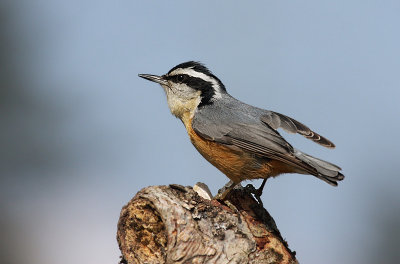 Red Breasted Nuthatch(Sitta canadensis)male