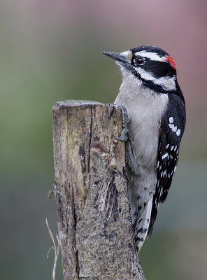 Downy Woodpecker (Picoides pubescens)  male