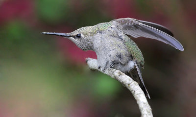 annashummingbird1.jpg