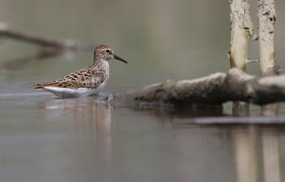 least_sandpiper