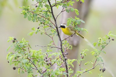 common_yellowthroat_warbler