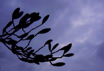 Branch