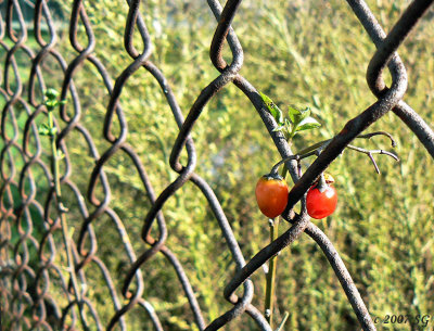 Fence Berries