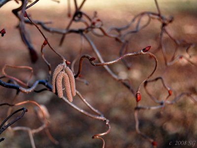 Catkins