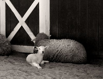 Sheep May Safely Rest