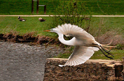 Egret in Flight