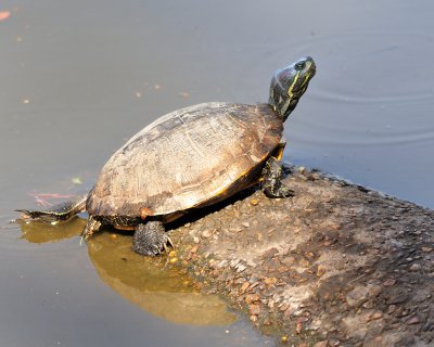 A-Turtle--2345.jpg