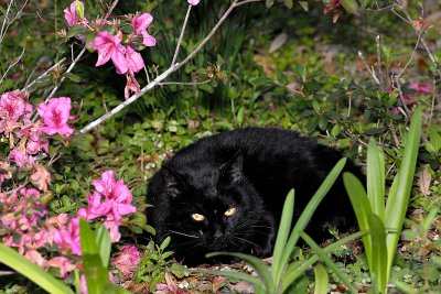 Lucky the Cat3142.jpg