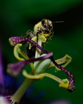 BEE-1April09-4531.jpg
