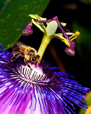 Bee April 19_DSC5610.jpg
