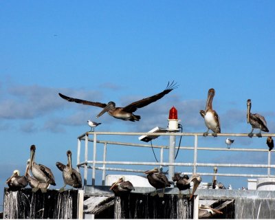 Pelicans on Rail.jpg