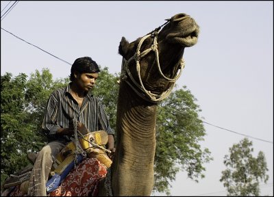 Hyderabad_camel jockey.jpg