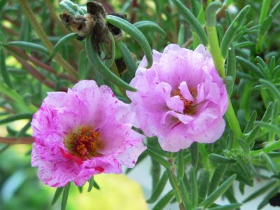 Portulaca