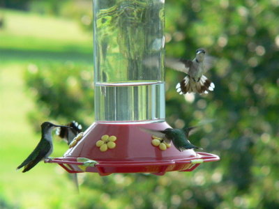 Ruby-throated Hummingbirds