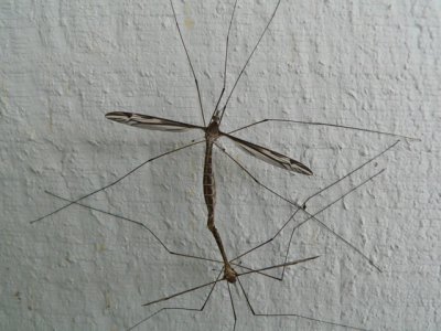 Stiffwing Damselfly