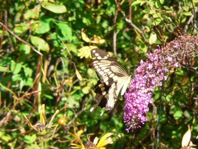 Giant Swallowtail
ventral view of one wing
