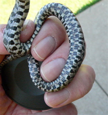 first summer Fox Snake