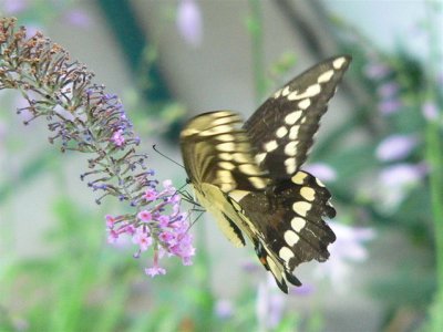 Giant Swallowtail