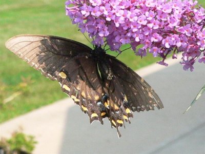 Eastern Tiger Swallowtail (Papilio glaucus)
Female Black Phase ventral view