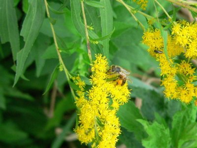 Goldenrod + Bee with heavy Pollen Load