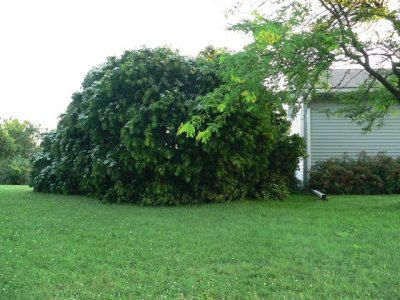 Poor Boxwood
