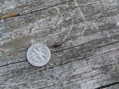 Single Pupal Case
after silk was removed