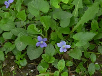 Wild Violets