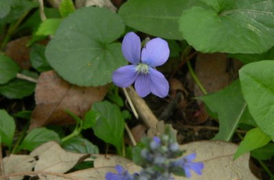 Wild Violet