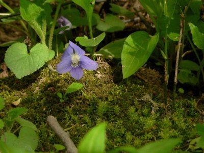 Wild Violet