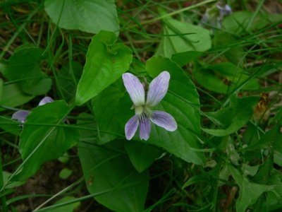 Wild Violet