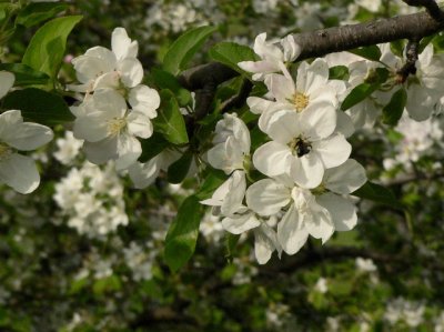 Pollinator 3