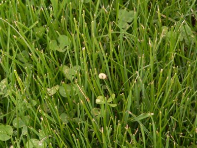Caterpillar