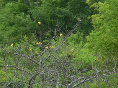 Goldfinch Convention