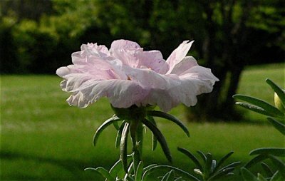 Mexican Rose