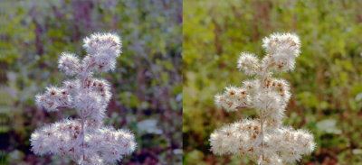 Wildflowers