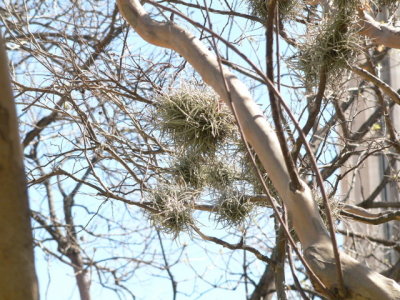 Ball Moss, Tillandsia usneoides, San Antonio