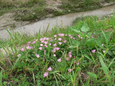 Pink Evening Primrose
near Polywog Pond