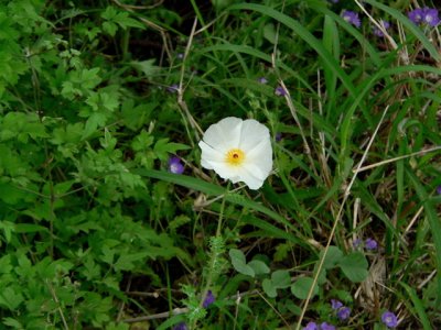 White Prickly Poppy, Argemone albiflora, Polywog Ponds