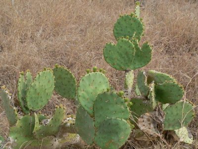 Prickly Pear, Opuntia englemannii, Choke Canyon SP