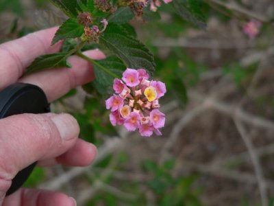 W Indian Lantana [Lantana camara], pink, less common than
L. horridus which is red, yellow, & thorny. Choke Canyon SP
