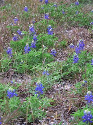 Texas Bluebonnets, Lupinus texensis, Choke Canyon SP