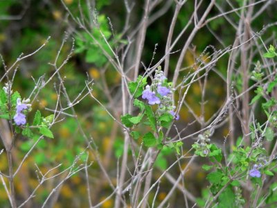 Blue Shrub Sage, Salvia ballotiflora,
Choke Canyon SP