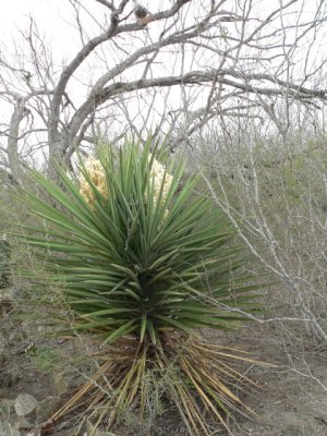 Yucca sp? [~Torrey's yucca, Y. torreyi] Choke Canyon SP