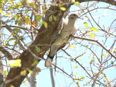 Birds on Texas Trip